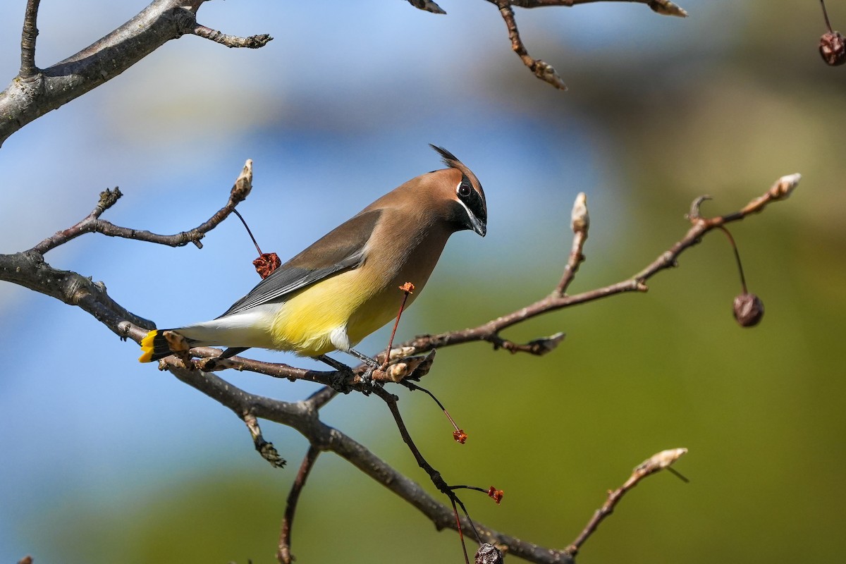 Ampelis Americano - ML650637290