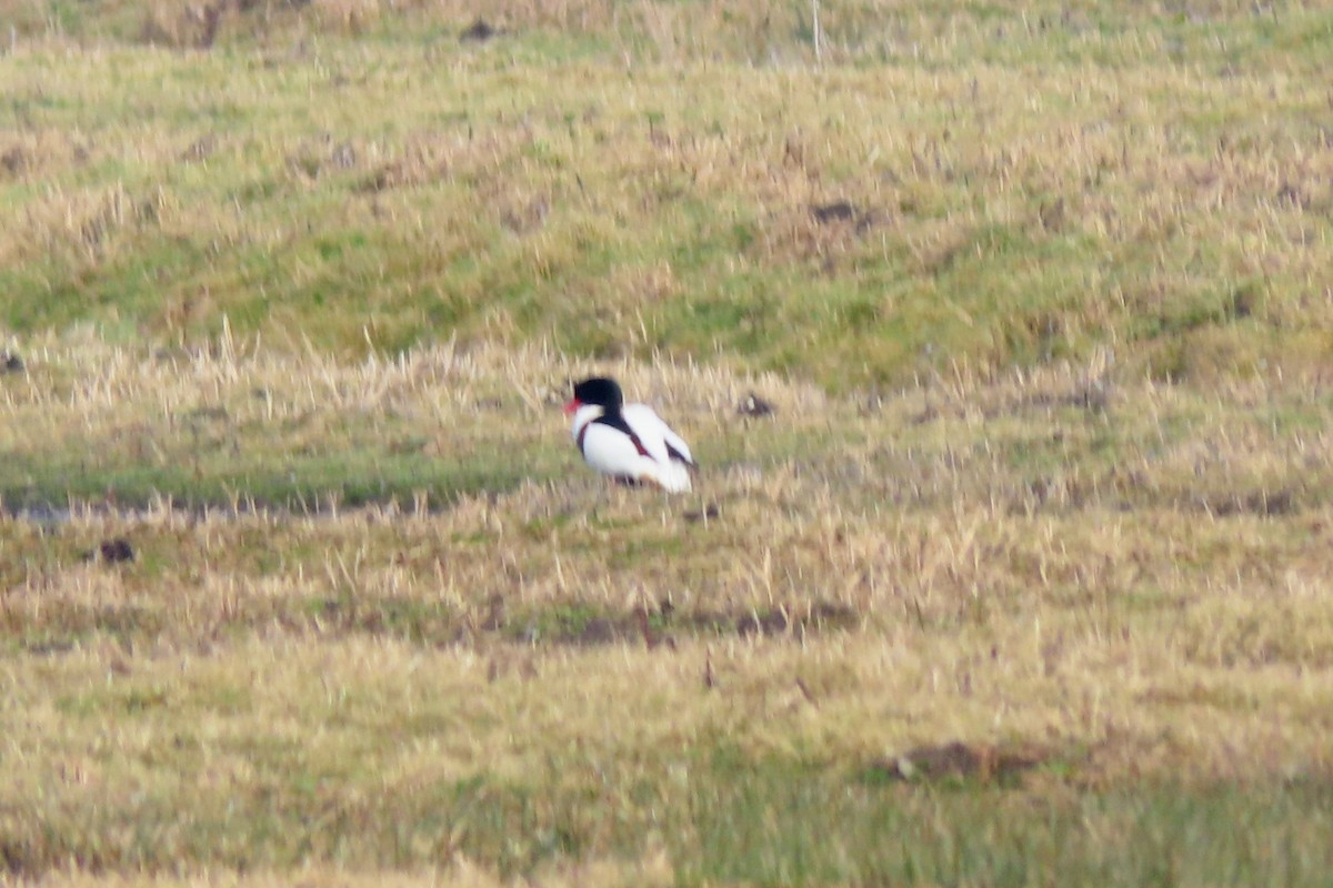 טדורנה - ML650637303