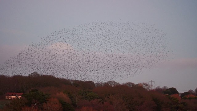 ホシムクドリ - ML650637383