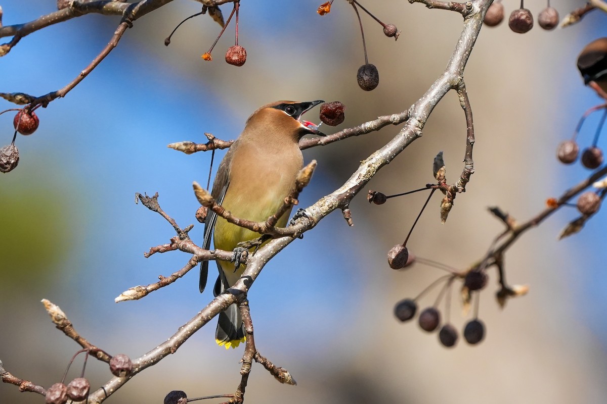 Ampelis Americano - ML650637485