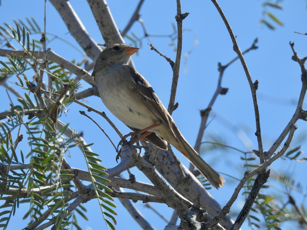 White-crowned Sparrow - ML650637525