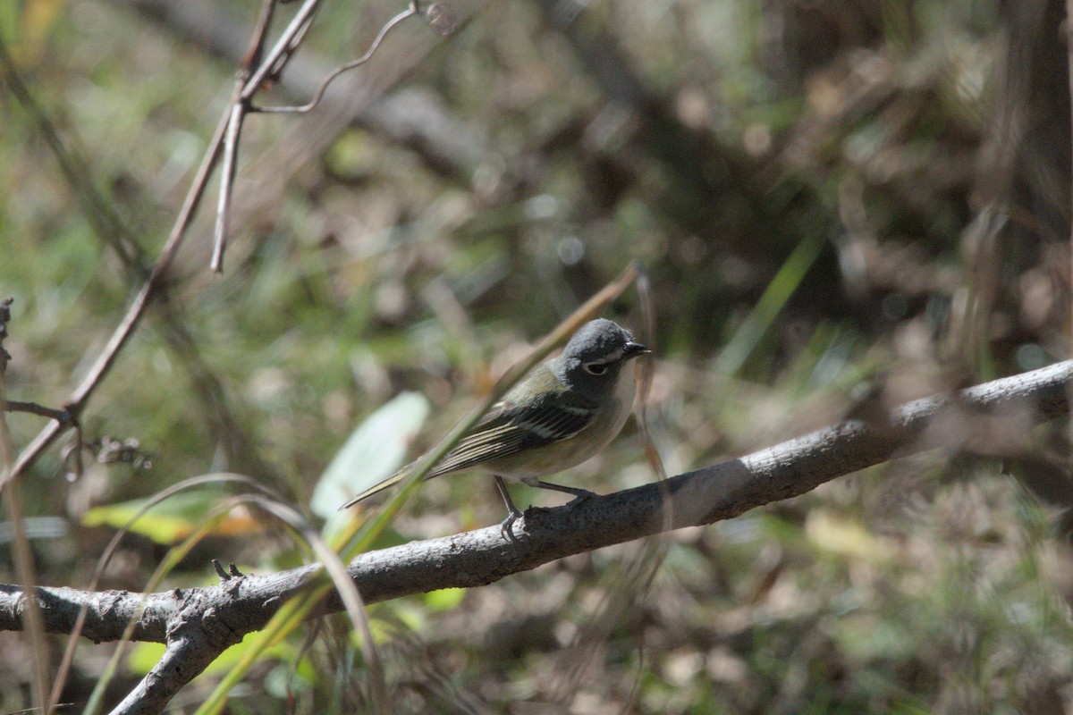 Blue-headed Vireo - ML650637540