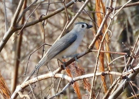 エボシガラ - ML650637696