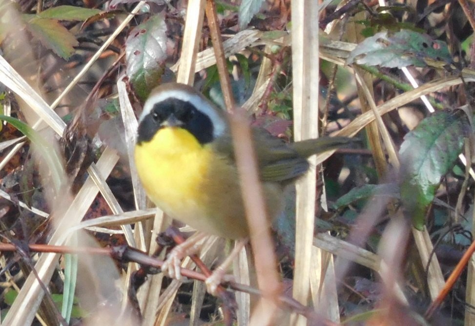 カオグロアメリカムシクイ - ML650637702