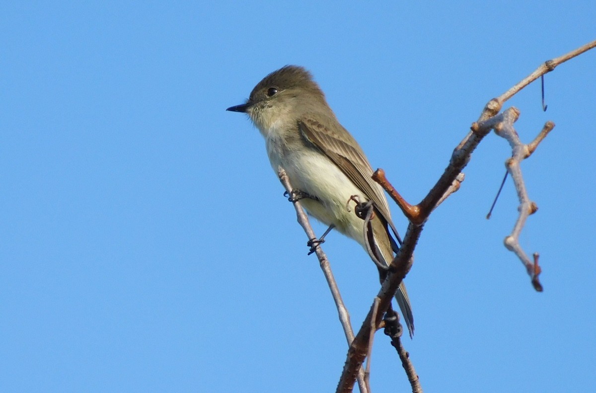 ツキヒメハエトリ - ML650637707