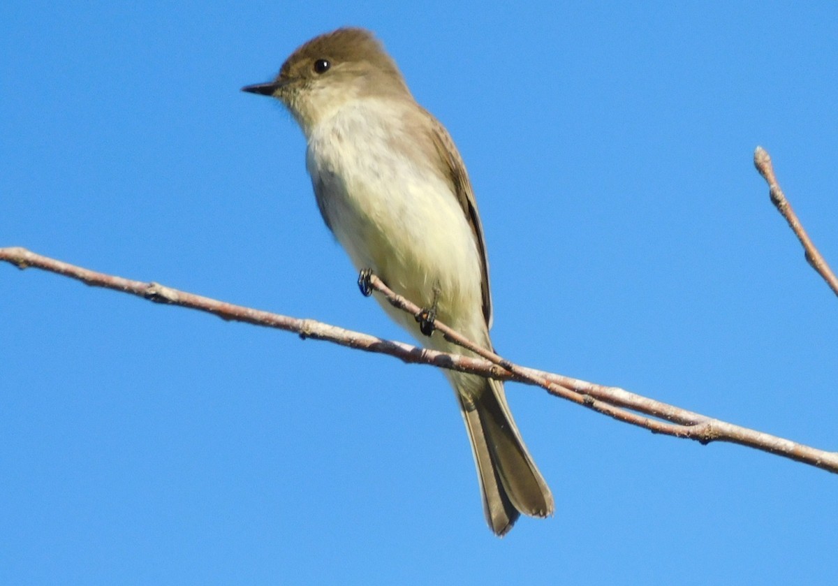 ツキヒメハエトリ - ML650637709