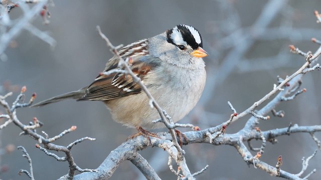 White-crowned Sparrow - ML650637764
