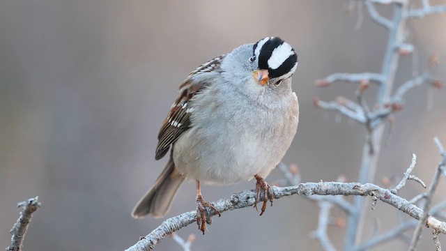 White-crowned Sparrow - ML650637768