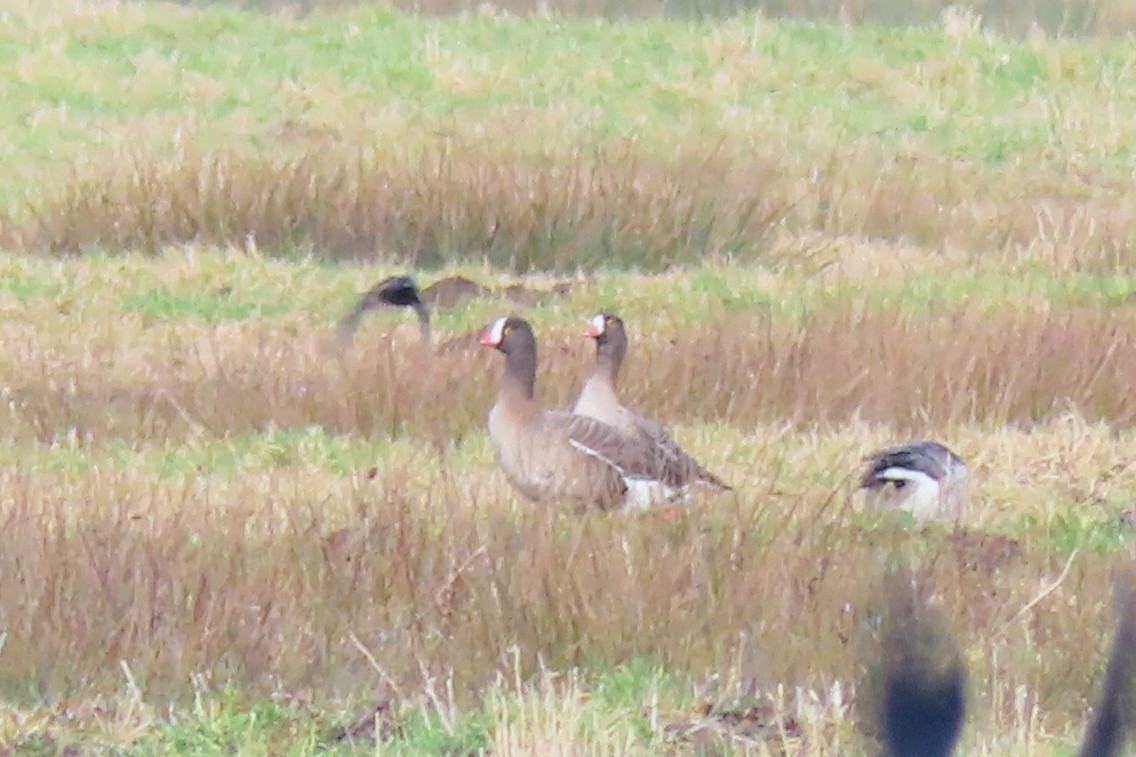 אווז קטן - ML650637771