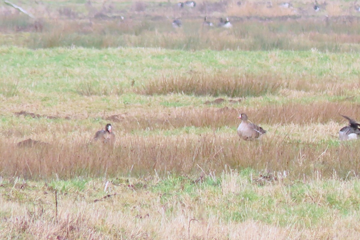 אווז קטן - ML650637772