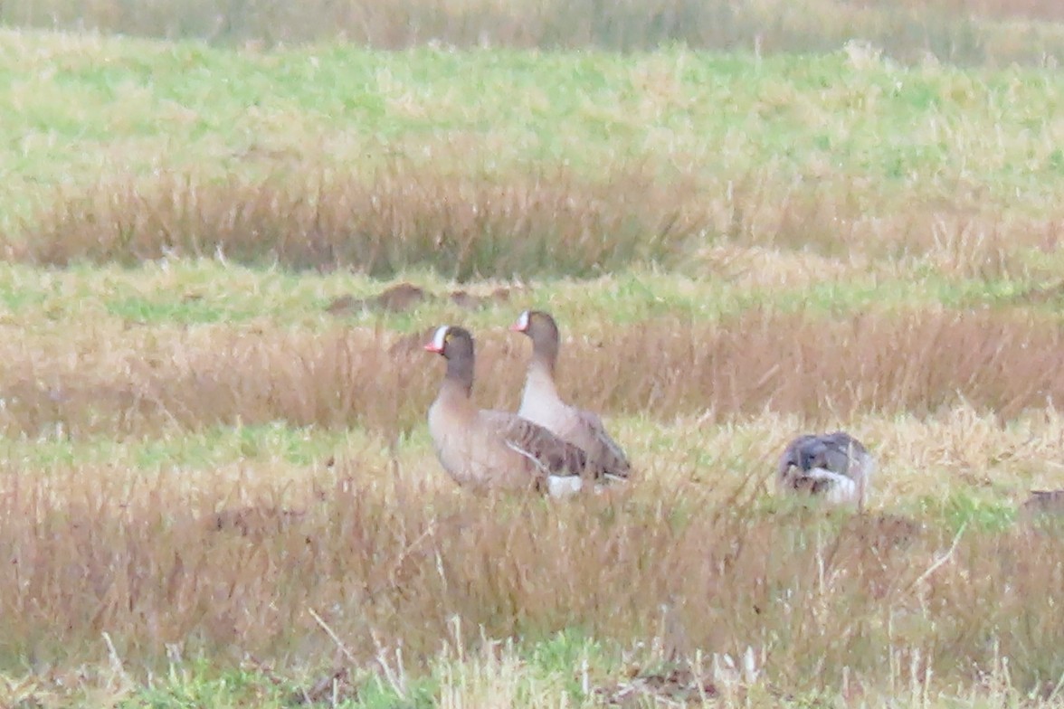 אווז קטן - ML650637773