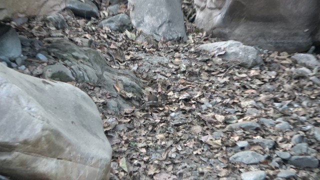 Dark-sided Thrush - ML650637861