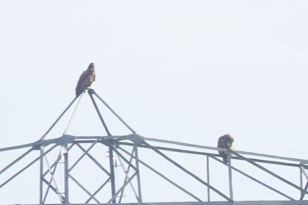 עיטם לבן-זנב - ML650637932