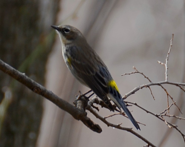 Yellow-rumped Warbler (Myrtle) - ML650637934