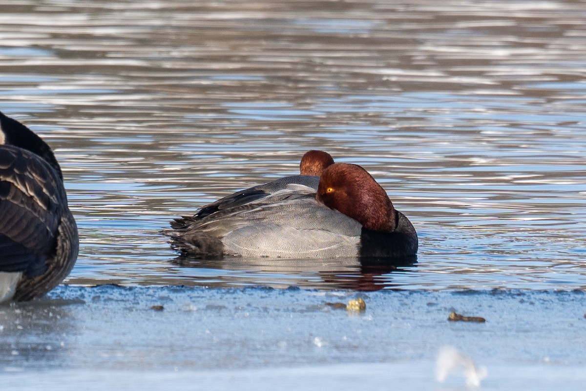 eBird Checklist - 10 Feb 2026 - Donald W. Barnes Boat Launch - 11 species