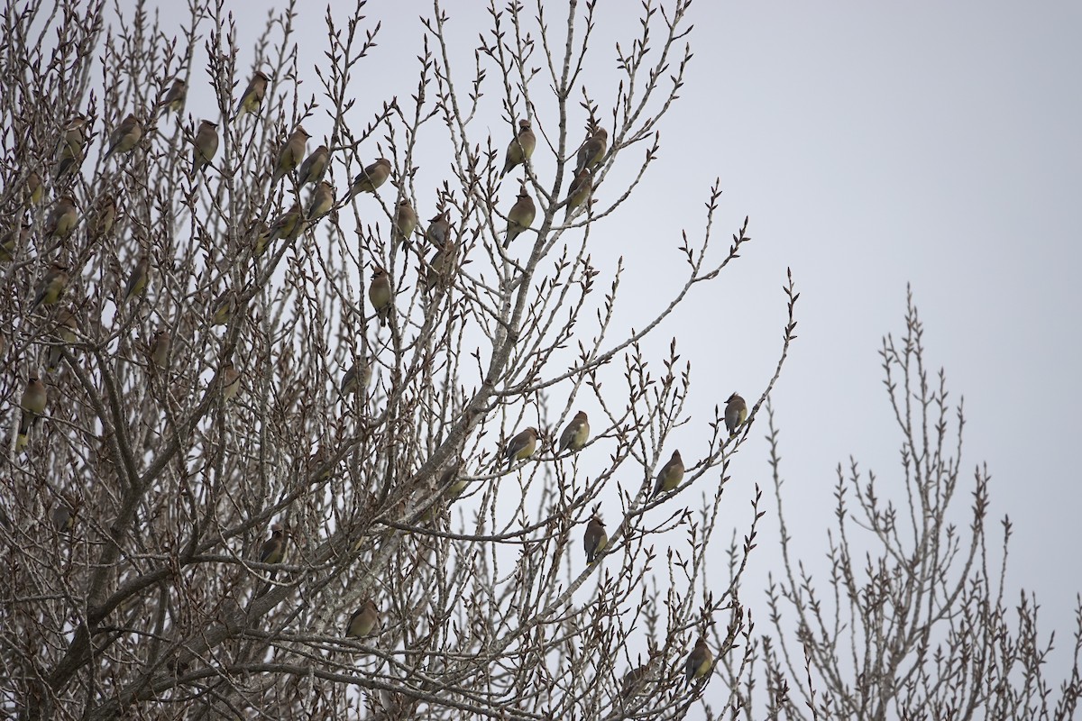 Ampelis Americano - ML650638050