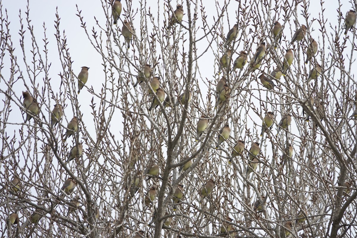 Ampelis Americano - ML650638051