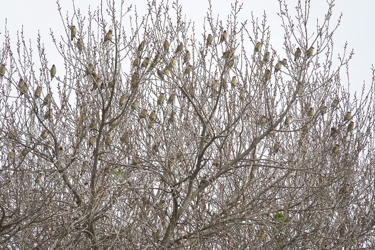 Ampelis Americano - ML650638052