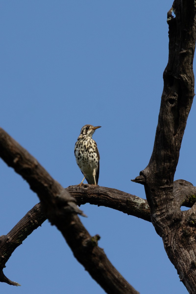 Groundscraper Thrush - ML650638112