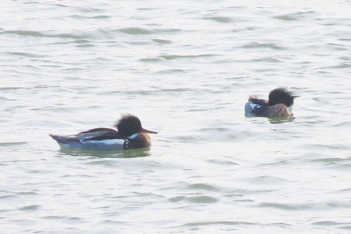 מרגון בינוני - ML650638155