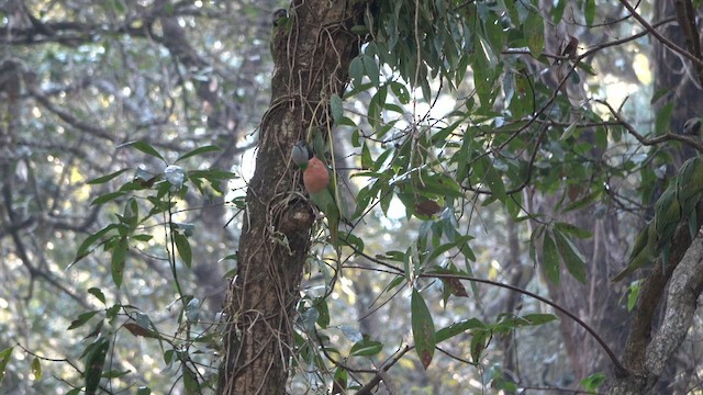 Red-breasted Parakeet - ML650638179