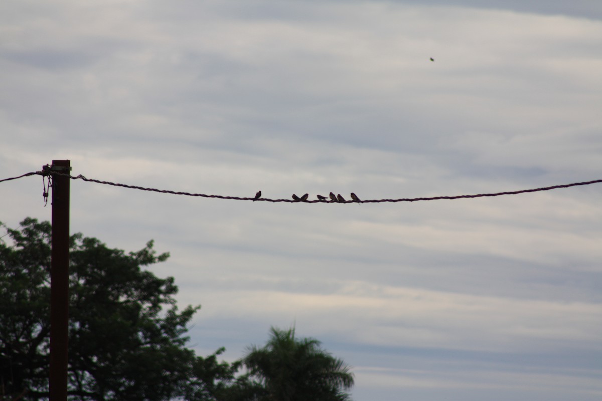 Golondrina Común - ML650638226