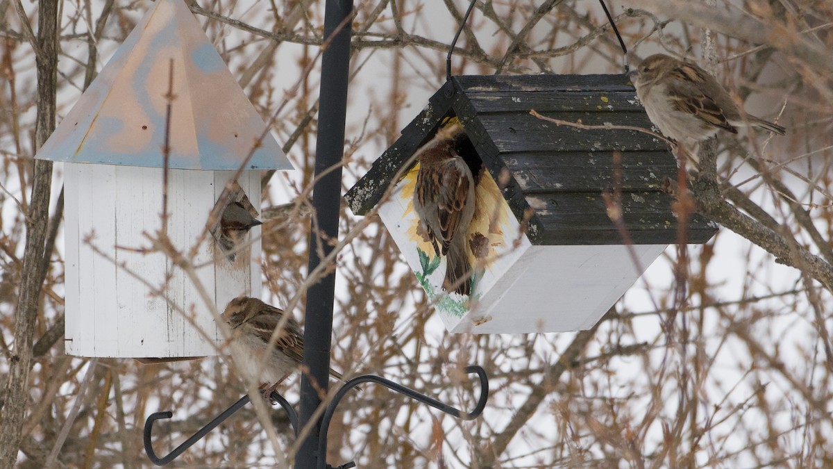 House Sparrow - ML650638237