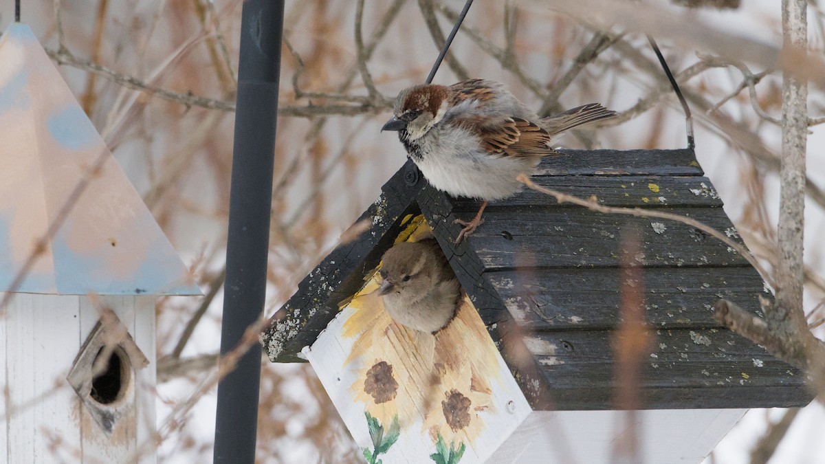 House Sparrow - ML650638238