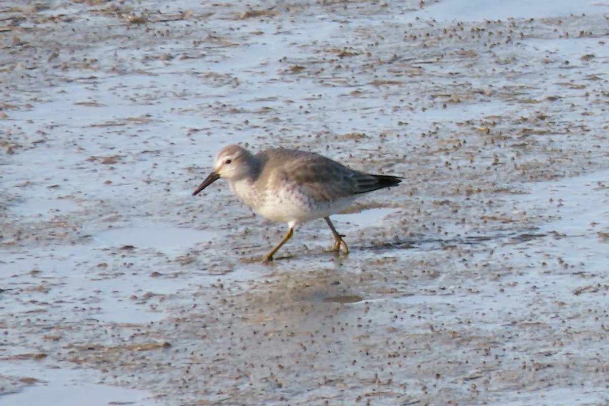 חופית להקנית - ML650638287