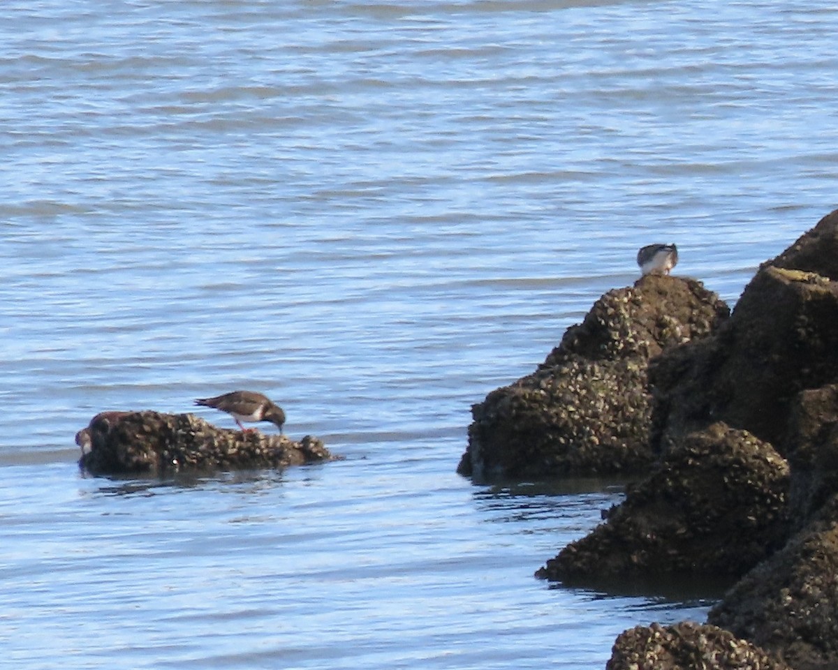 ארנריה אדמונית - ML650638355