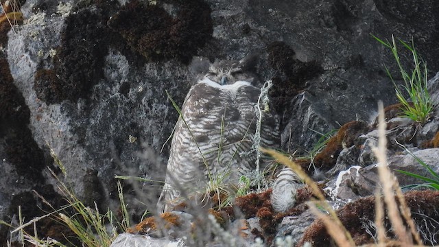 アメリカワシミミズク - ML650638508