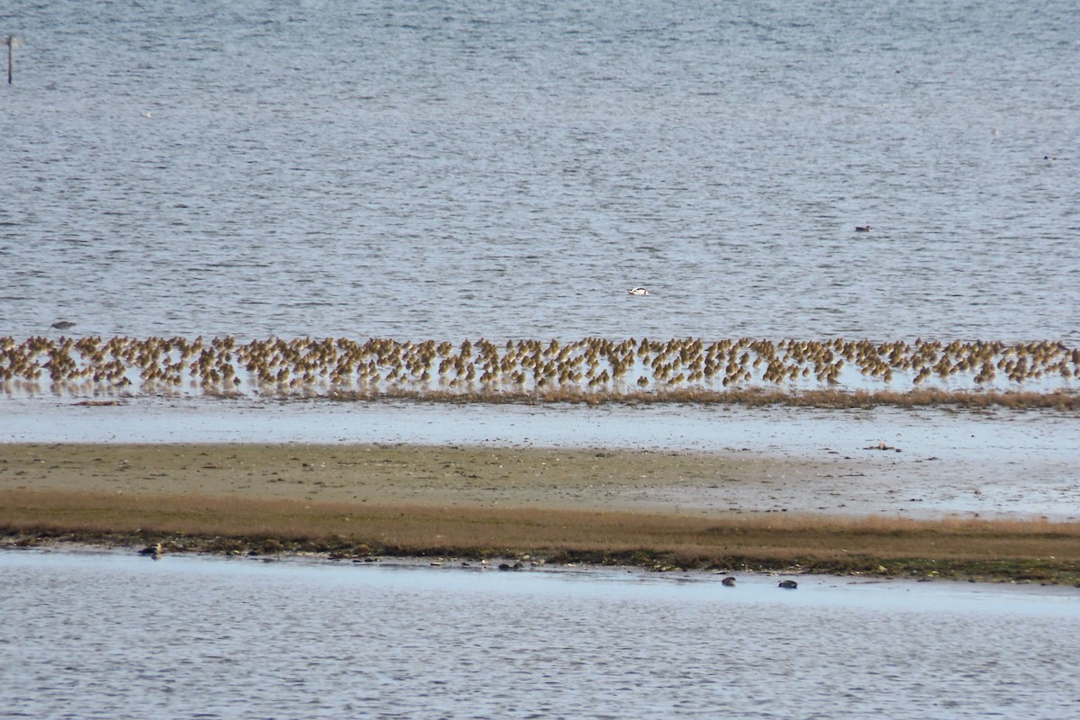 חופזי זהוב - ML650638574
