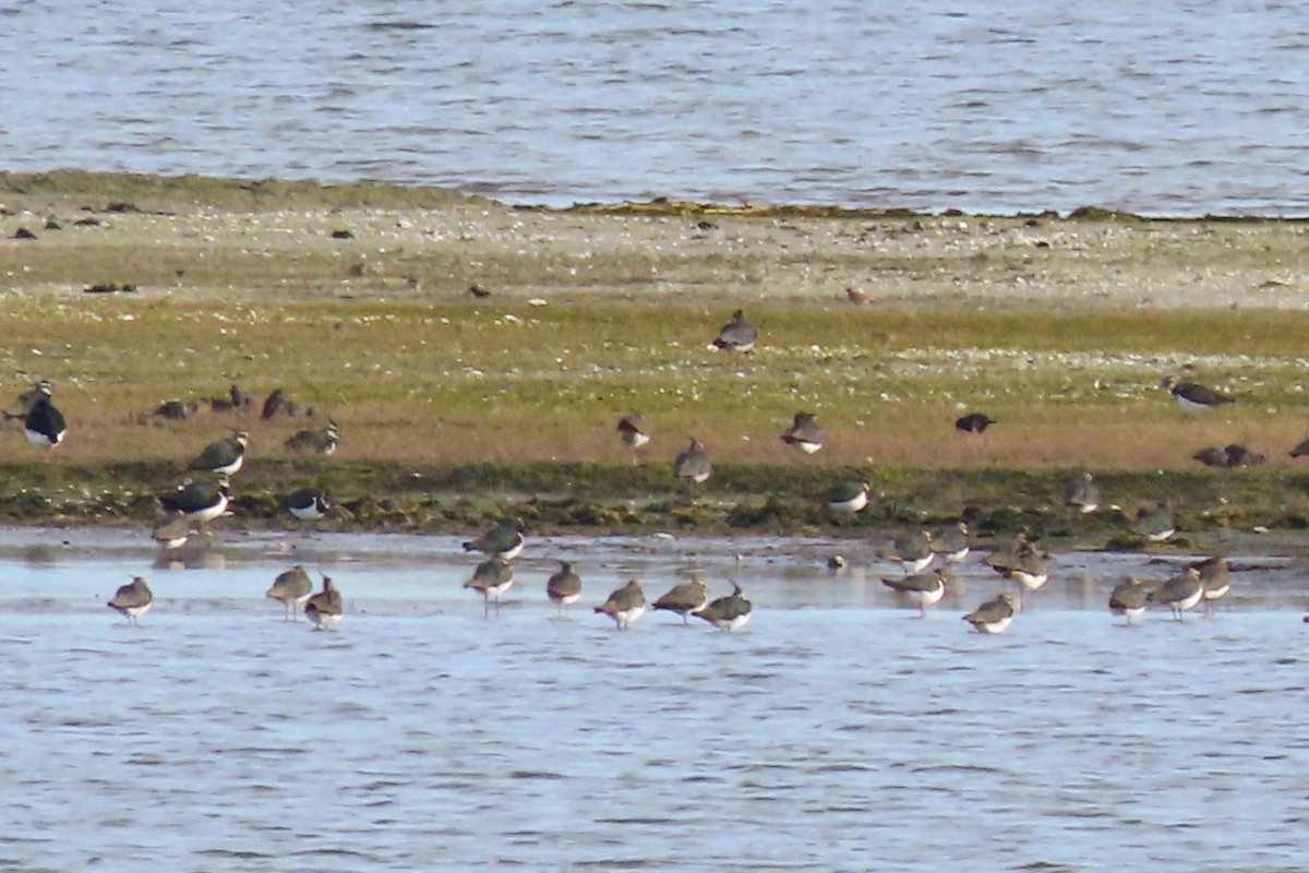 קיווית מצויצת - ML650638893
