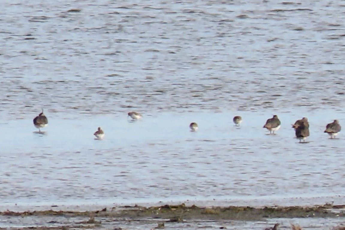 חופית אלפינית - ML650638900