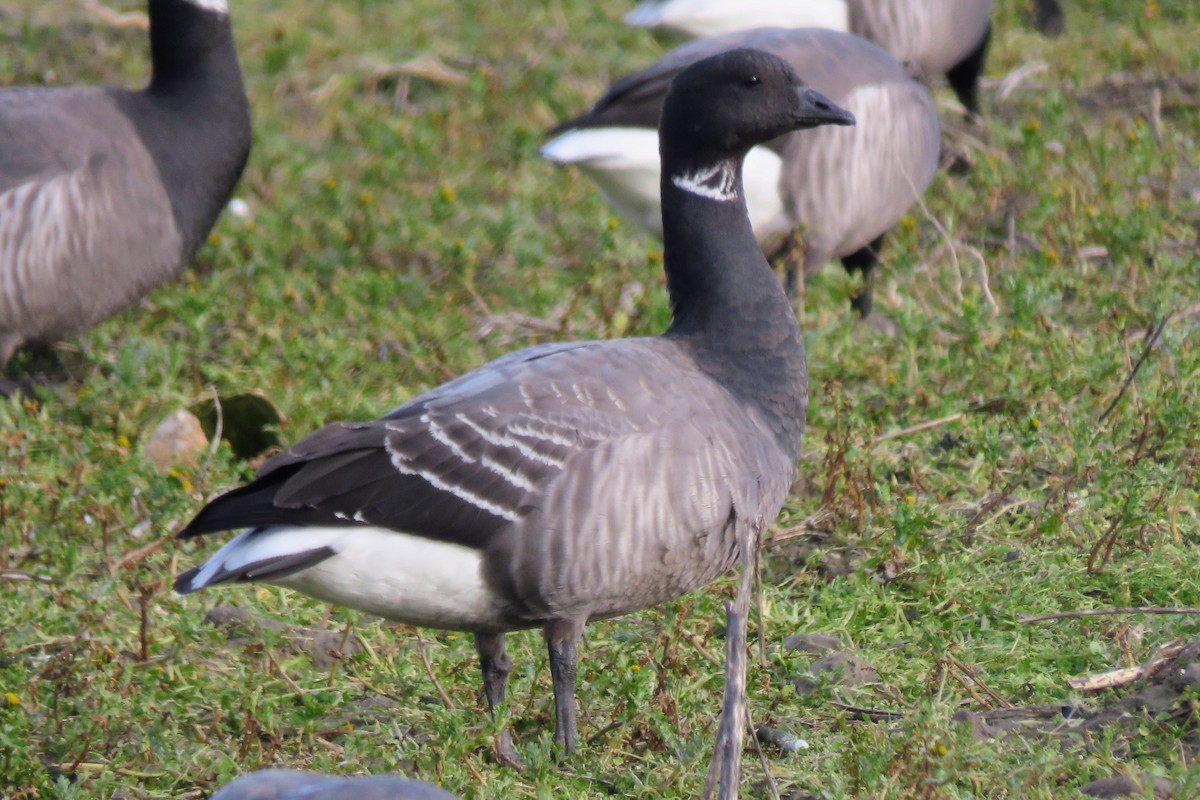 ברנטה כהה - ML650639000