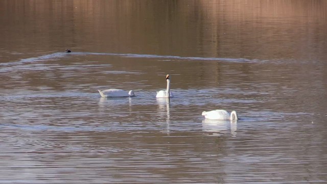 小天鵝 - ML650639316