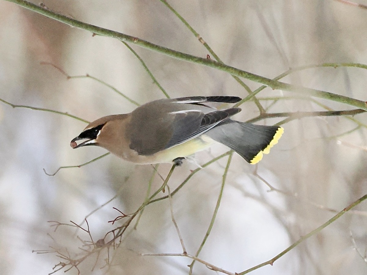 Ampelis Americano - ML650639343