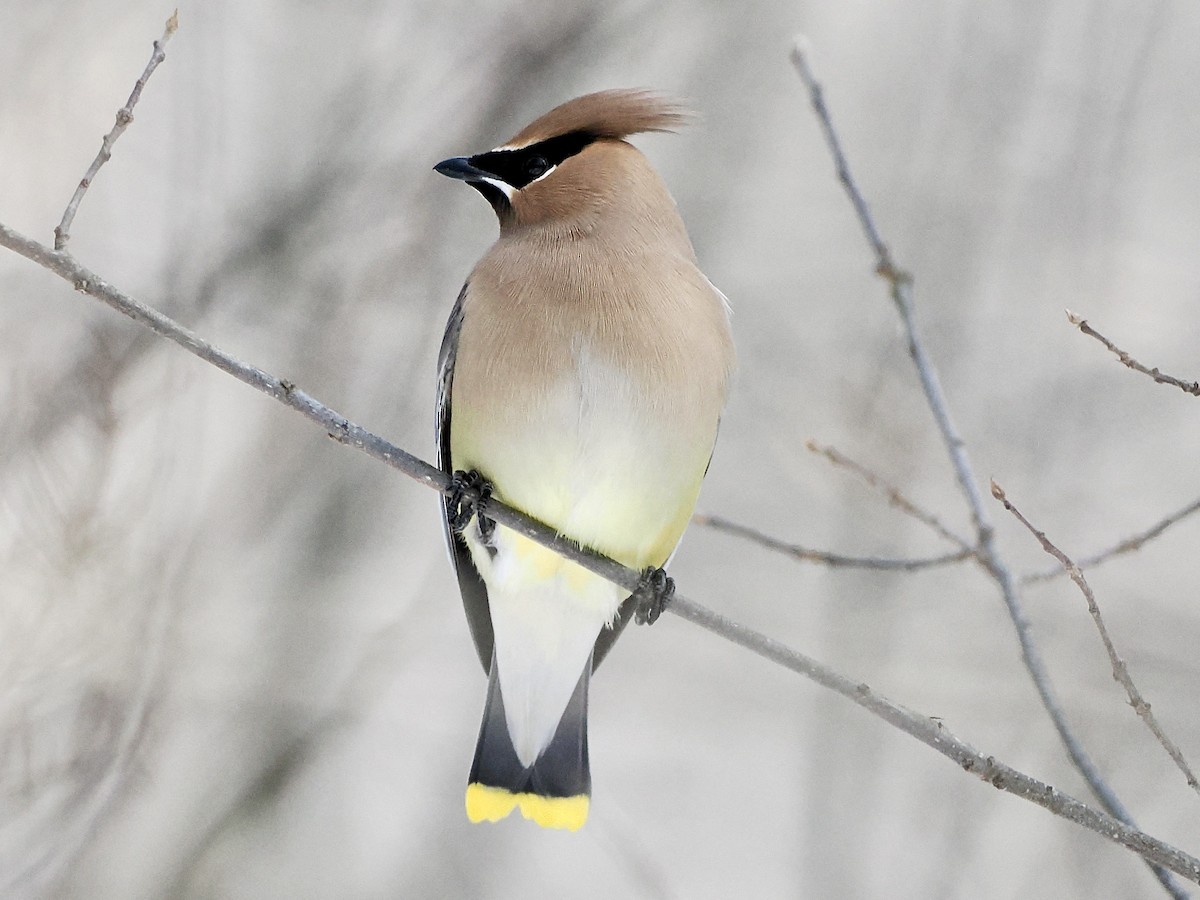 Ampelis Americano - ML650639344