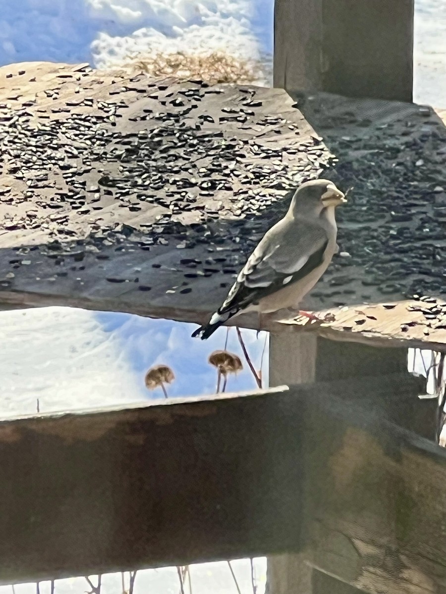 Evening Grosbeak - ML650639458