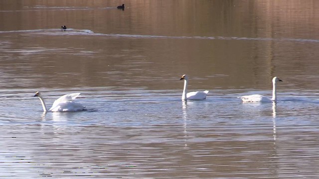 小天鵝 - ML650639480