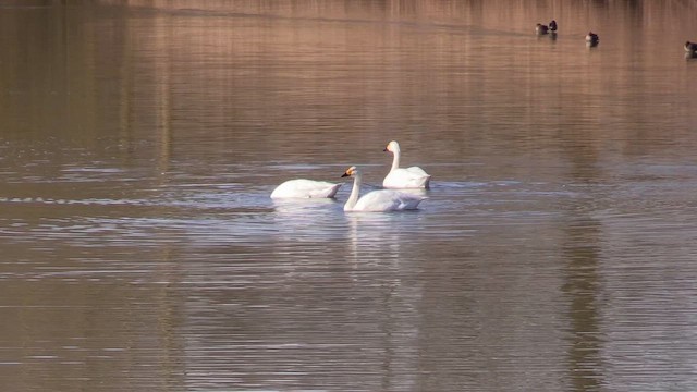 小天鵝 - ML650639575