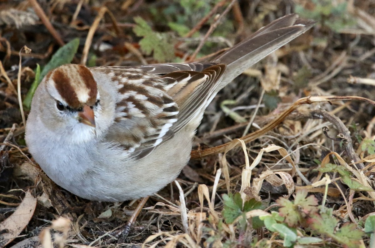 White-crowned Sparrow - ML650639702