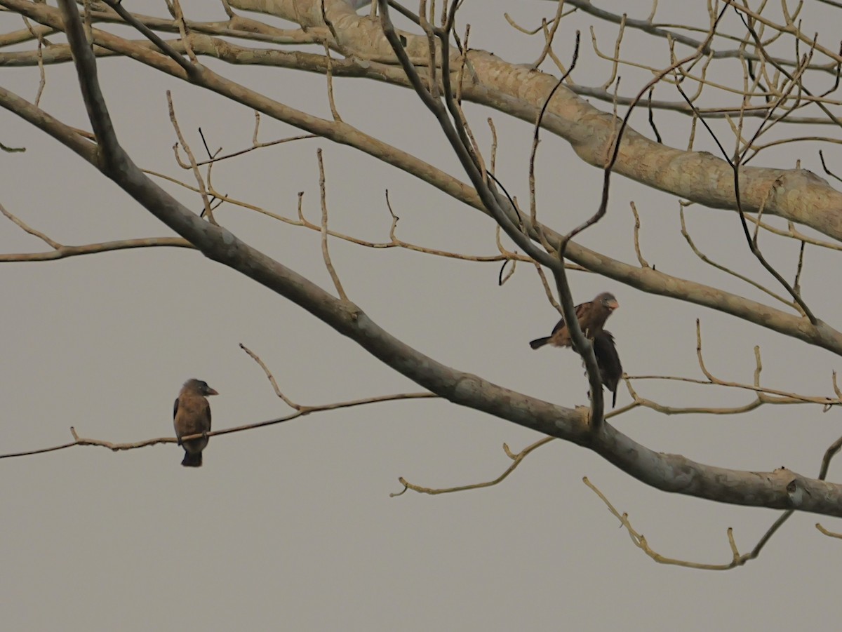 Naked-faced Barbet - ML650639778