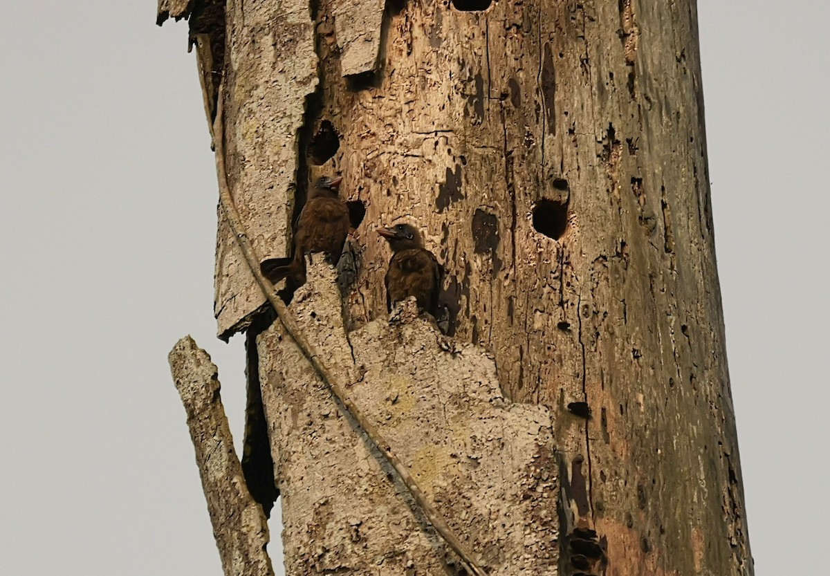 Naked-faced Barbet - ML650639779