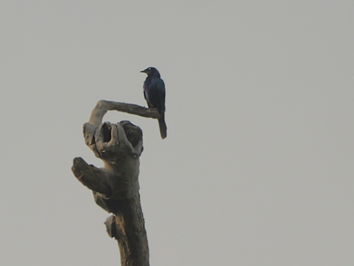Splendid Starling - ML650639811