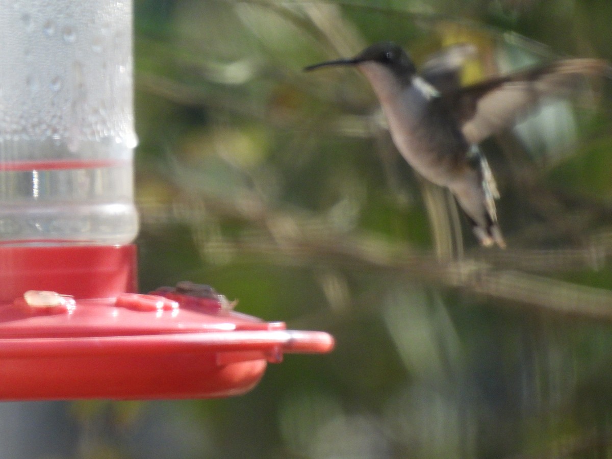 ノドアカハチドリ - ML650639916