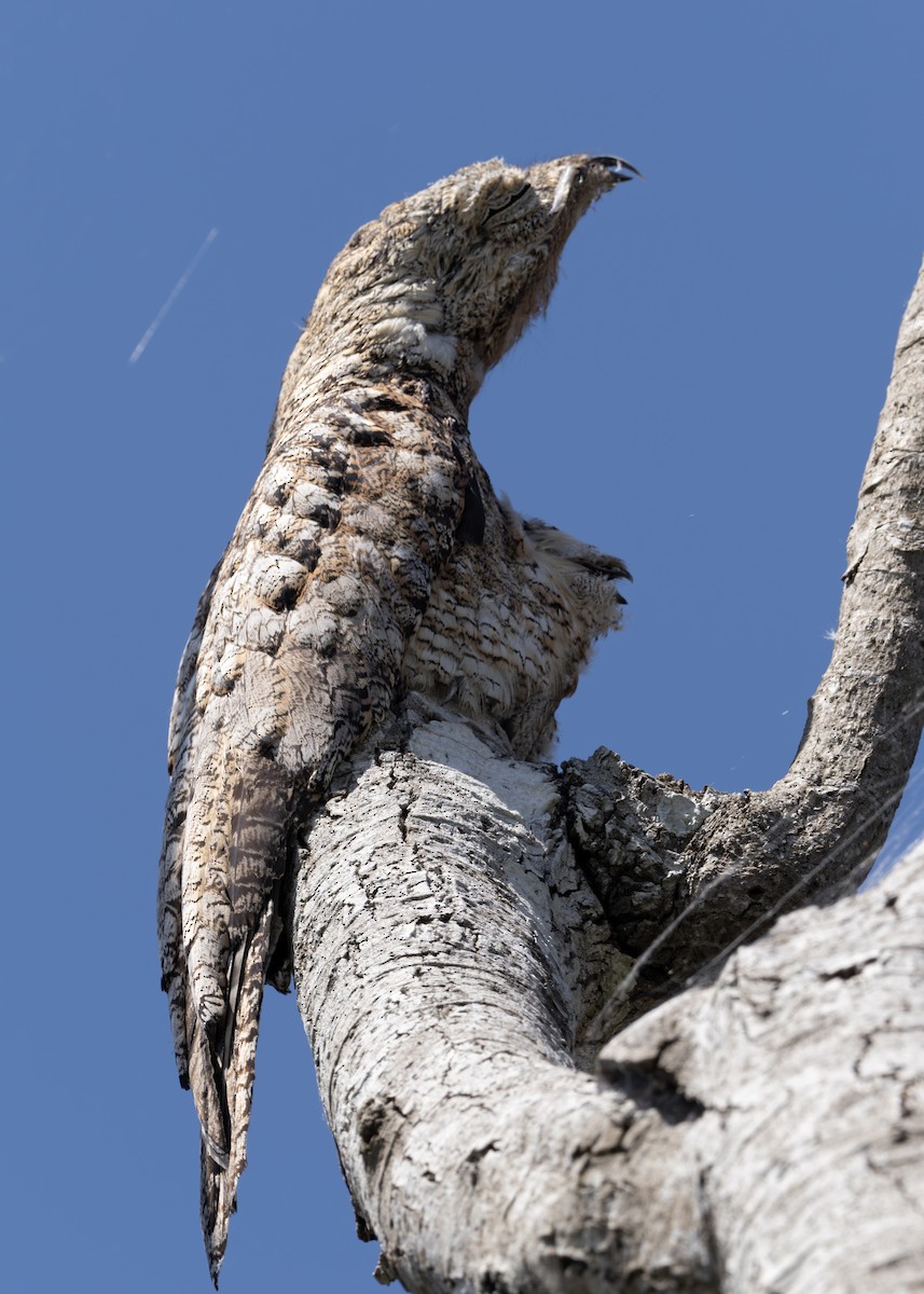 Great Potoo - ML650639987