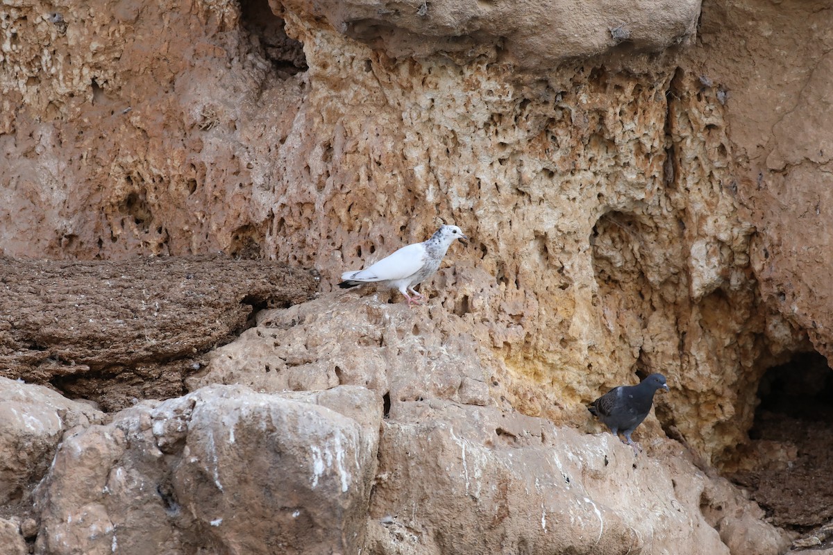 Rock Pigeon - ML650640025