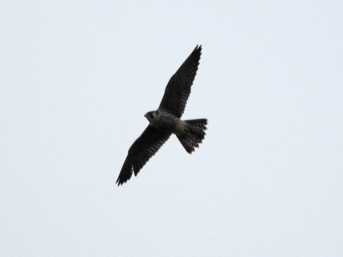 Peregrine Falcon - ML650640031