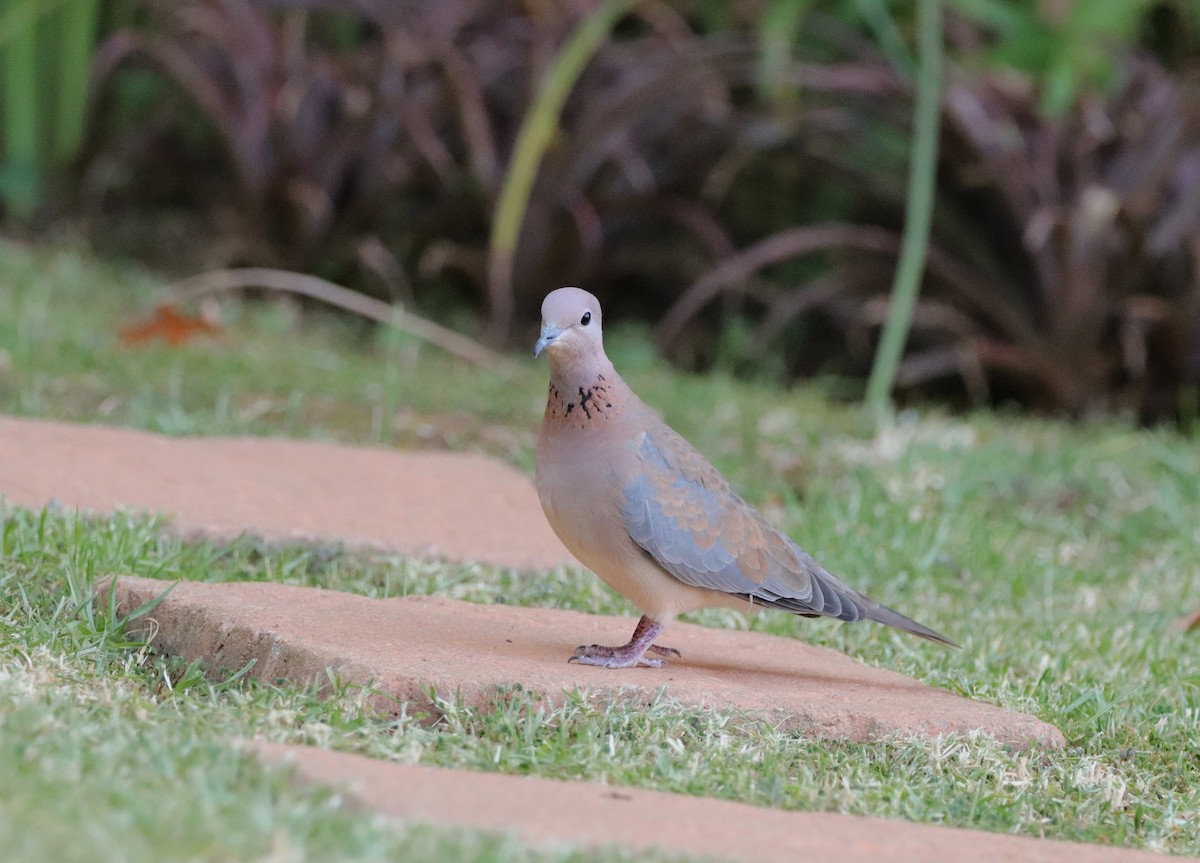 Laughing Dove - ML650640032